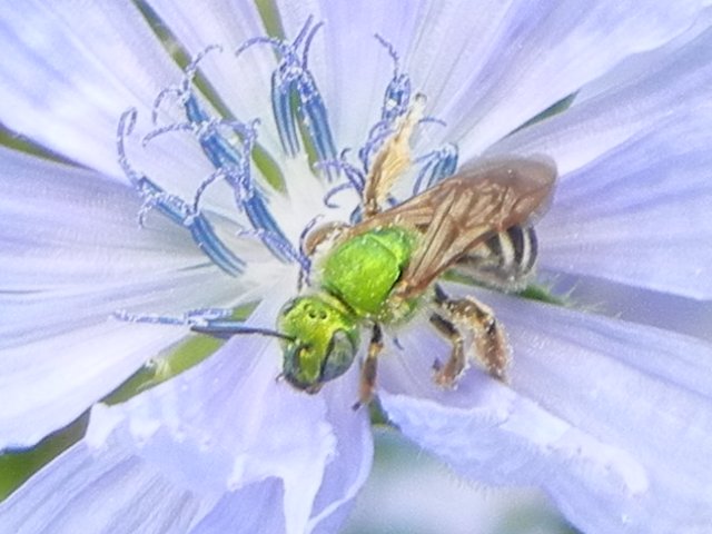 Closeup of a bright metallic green colored bee on a light blue chickory flower