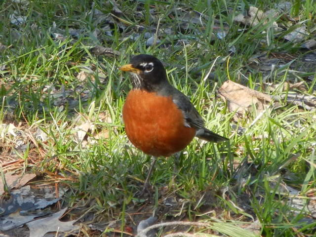 Male American Robin, chubby, with vibrant red breast, in grass, with scattered dead leaves