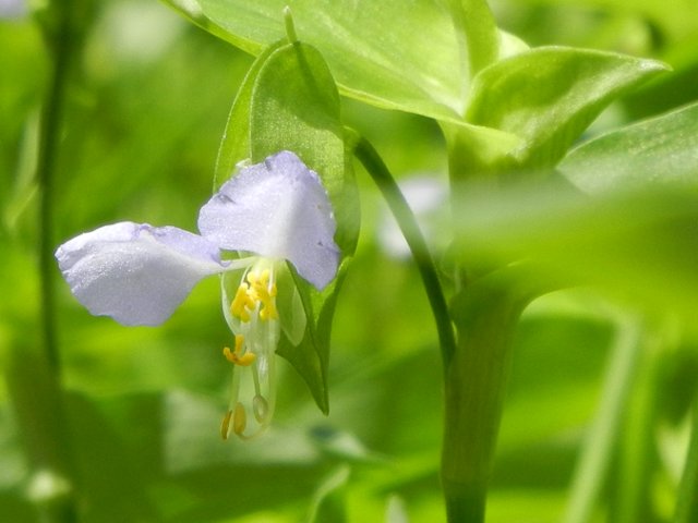 Closeup photo of a small flower showing two pale blue petals, and yellow-tipped stamens hanging down, with blurry green vegetation in the background