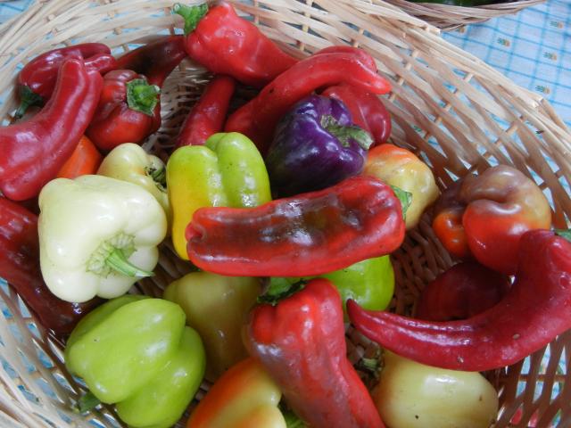 A basket with bell peppers and large sweet peppers in many different colors: red, green, purple, white
