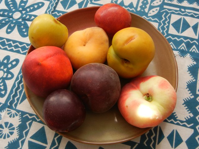 A ceramic plate with eight fruit, plums, apricot, peaches, and nectarine, of varying sizes, shapes, and colors, with a teal and white tablecloth in the background