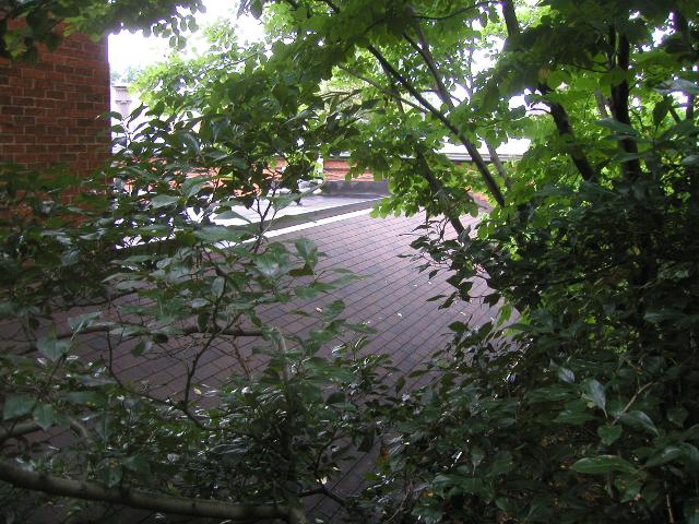 Vibrant green foliage, against the roof of a building, in a relatively enclosed area, with some brick walls visible