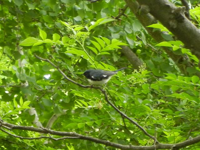 A black-throated blue warbler, small bird with black face and throat, white breast and underside, and gray-blue back, in a tree