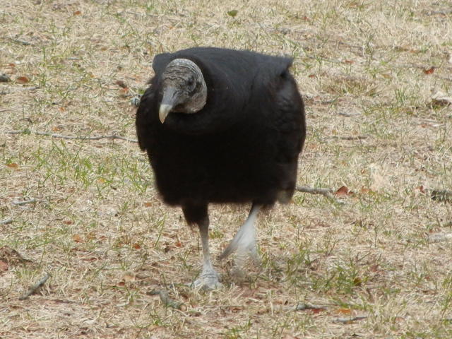 A black vulture, walking towards the camera, on mostly dead grass