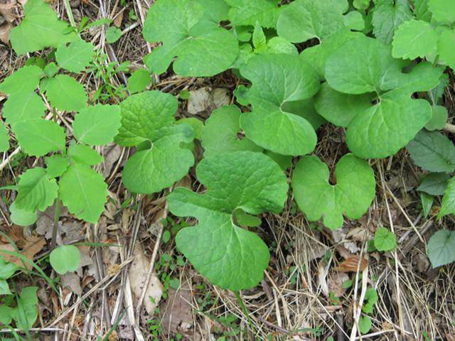 Bloodroot leaves, oddly shaped leaves, broad, heart-like with lobes near the tip, among other leafy plants close to the ground
