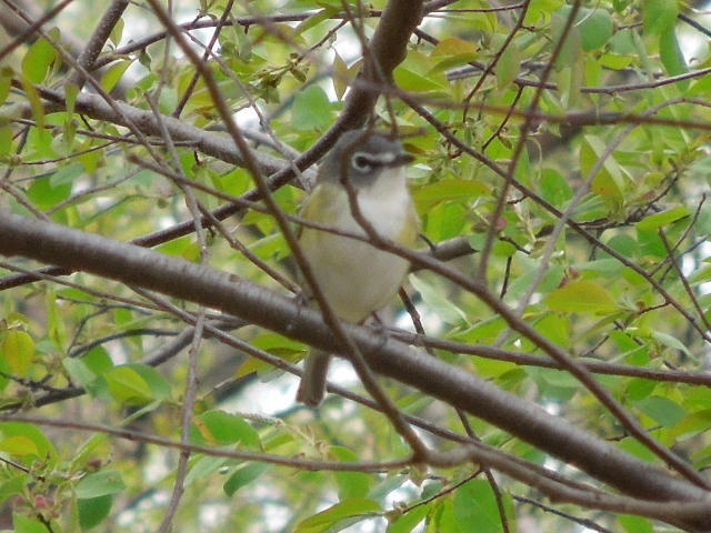 A blue-headed vireo, sitting upright on a branch, with foliage surrounding