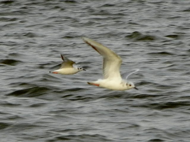 Two Bonaparte's gulls, showing underside of the wings and pink legs, with water behind them
