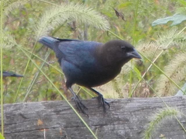 A brown-headed cowbird, perched on a fence, with black body, dark brown head, and very heavy, stout black bill