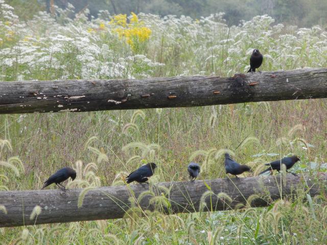 Six male brown-headed cowbirds on a fence, with a blooming meadow in the background and grass seedheads in the foreground