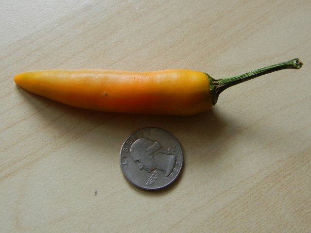 A carrot-colored chili pepper, with dry green stem, smooth, straight, about three quarter-lengths long, with a quarter for comparison, on a light wooden-colored surface