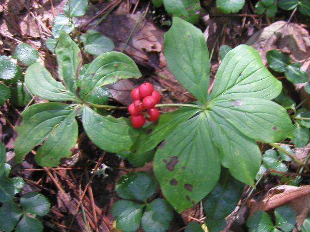 Photo of a plant on the forest floor with a cluster of bright red berries, and two radially arranged sets of leaves with well-defined veins.