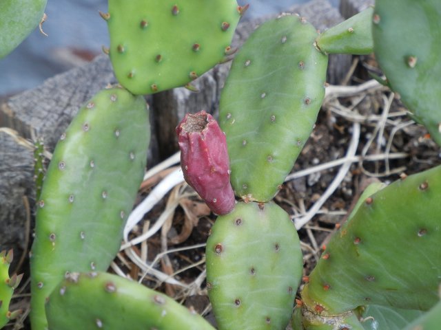 A single ripe red cactus pear on an opuntia cactus