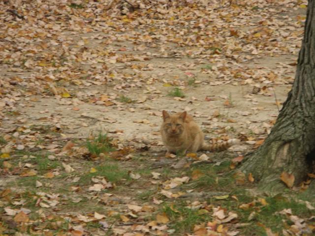 A yellow cat, blending somewhat into its surroundings of dirt and autumn leaves