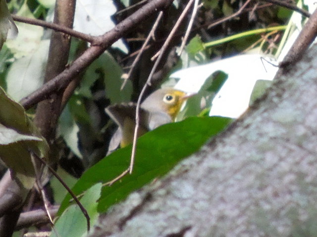 A canada warbler with tail up, hidden behind some dense vegetation