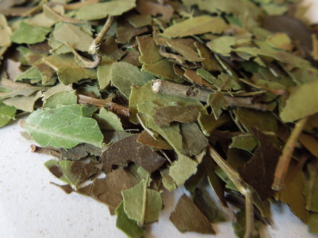 Closeup of dried, broken leaves with a rich green color and some light brown