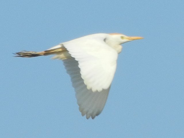 A cattle egret in flight, a large white egret with a stout neck, yellow bill, short, rounded wings, and yellow crest