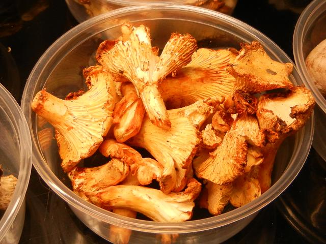 Chanterelle mushrooms, yellow, funnel-shaped mushrooms with lots of gills, in a plastic container