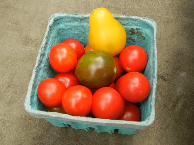 A container of cherry tomatos, most orange, but one yellow and bell-shaped, and one green and somewhat striped