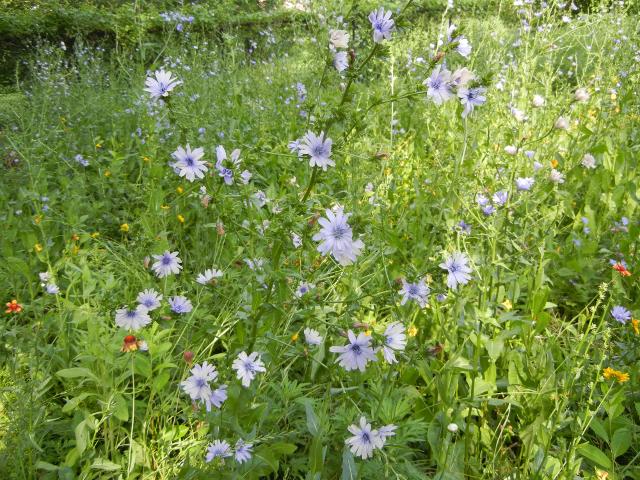 Chickory flowers, pale blue daisy-like flowers with a darker blue center, in a weedy meadow with a few other flowers around the edge