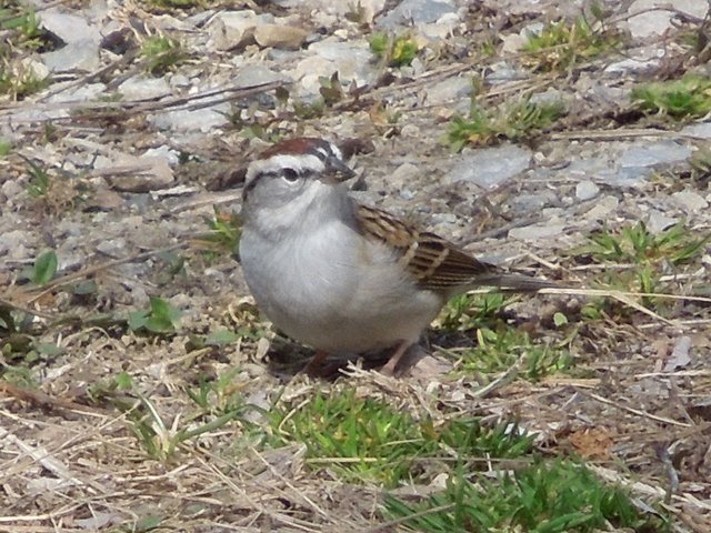 A chipping sparrow, in a gravely area