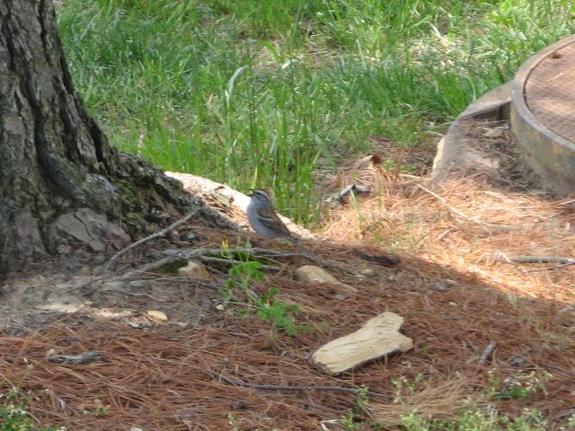 A chipping sparrow singing on the ground next to the base of a pine tree trunk, with pine needle litter, grass, a few other plants, and a utility hole cover on the right