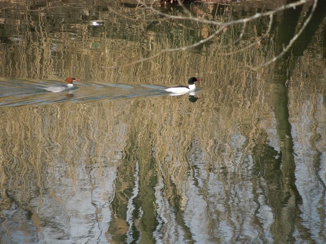 Two common mergansers, brightly colored diving ducks, swimming in ripply water with reflection of trees and reeds