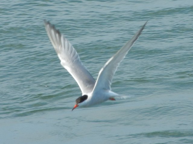 A common tern, flying, with water in the background