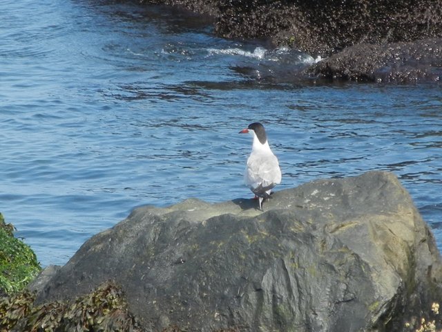 Common tern, perched on a rock, with water in background