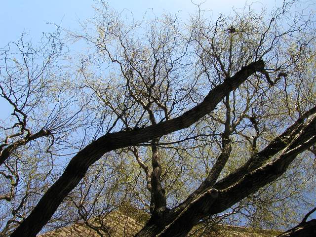 Dark, curling branches of a curly (corkscrew) willow tree, taken from below from a strange, diagonal angle, showing a dense network of extremely curly smaller branches