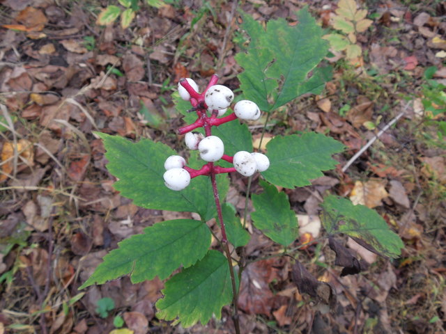Closeup photo of Doll's Eyes plant, showing big white berries on a red stem, and green, toothed leaves