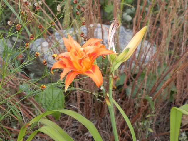 A double daylily, orange and flame-red, and a closed bud, with other plants and a rock in the background