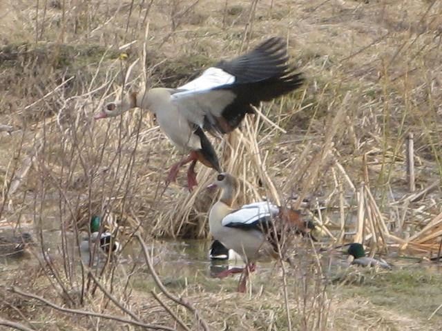 Two Egpyptian geese landing in a wetland in winter, showing bold white and black on wings and a black ring around the eye, with three ducks in the wetland too