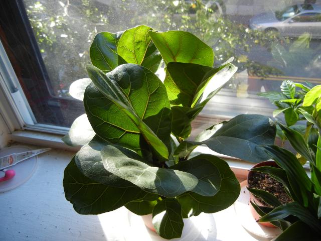 A fiddle-leaf fig, as a houseplant, on a sunny windowsill