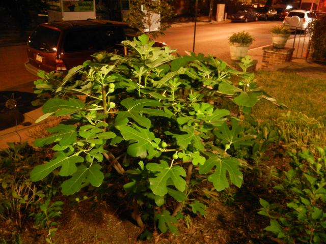 A fig tree, with unripe figs, at night, in a yard in a residential neighborhood, with orange lighting from street lights