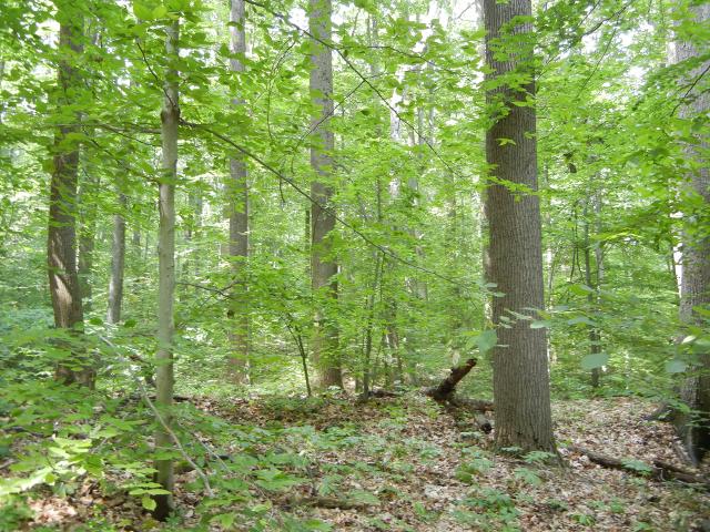 Photo of a deciduous forest in May, showing straight gray treetrunks, bright green leaves, and leaf litter and some dead wood on the forest floor