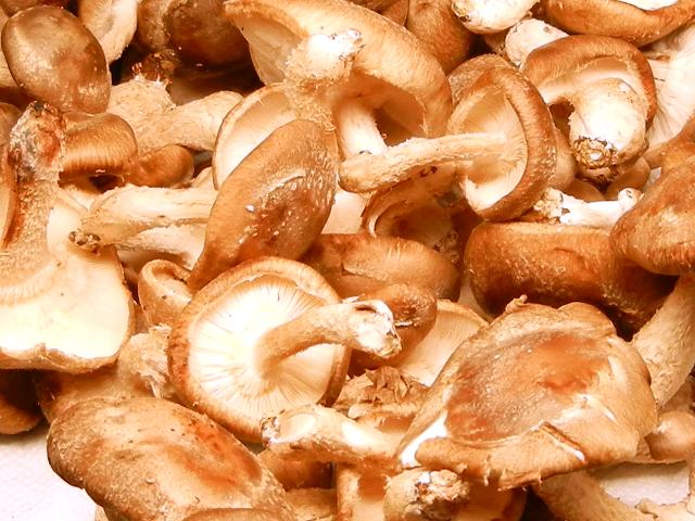 Fresh shiitake mushrooms, showing light brown cap and light gills, caps curving slightly down, and stems that become wider at the base