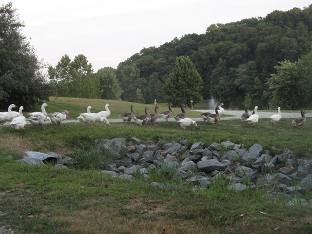 A row of graylag geese, some white, some gray, and some mixed, walking in a line through a grassy park towards a pond, with some rocks in the foreground and trees in the background