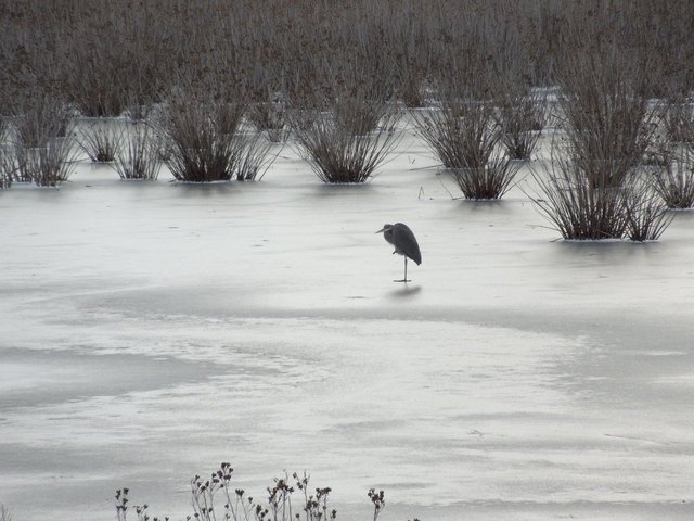 A great blue heron standing on ice in a frozen wetland