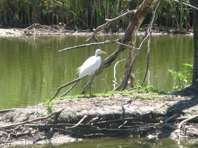 A great egret, large white heron-like bird with a yellow bill and long, gray legs, walking on a muddy island in a small pond, with a dead tree on the right and reeds along the pond's edge in the background
