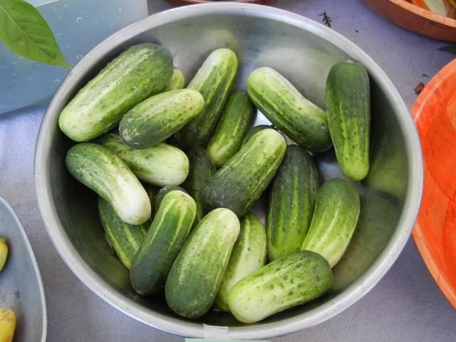 A metal bowl containing numerous small cucumbers, showing dark green color fading to white, with blunt rounded ends