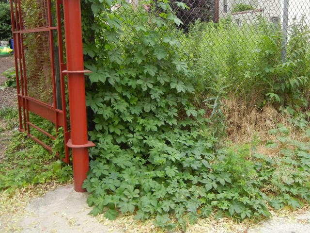 A hop vine, with deeply lobed leaves, climbing a chain-lined fence, with a red gate on the left, sidewalk in foreground, and some weedy plants in the back