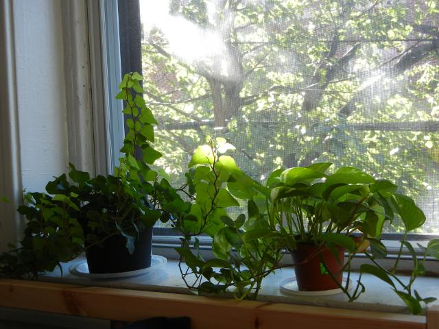 An ivy plant and a pothos plant, on a mostly-shaded windowsill, with a sunny view of a tree out the window