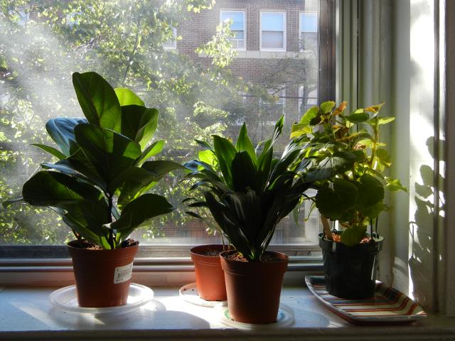 Four houseplants on a windowsill, with afternoon sunlight filtering through their leaves
