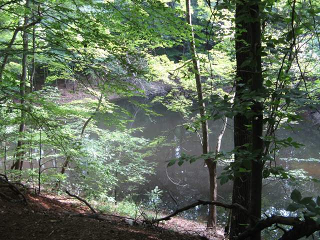 A pond surrounded by forest, with dark gray water, trees overhanging the pond, with brightly-illuminated leaves in the sunlight