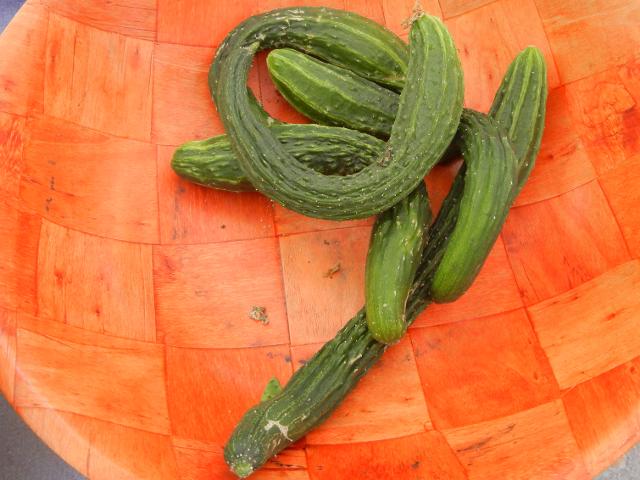 A bowl with Japanese cucumbers, long, narrow cucumbers, one straight, three curved and bent in various shapes, with numerous small white thorns