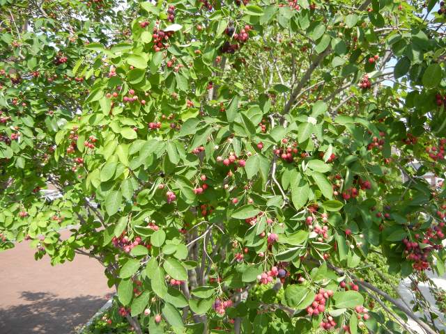 A juneberry bush with rounded leaves, and numerous blueberry-shaped berries, of varying colors from greenish white to pinks and deep purples