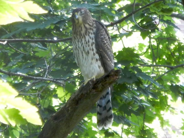 A juvenile cooper's hawk, showing brown streaks on pale breast, yellow eye, and long, gray striped tail, against a leafy background.