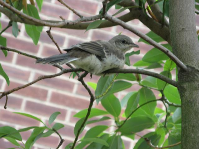 A juvenile mockingbird in a tree, looking like a mockingbird but with a more delicate bill, with a brick wall in the background