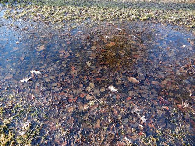 Leaves in a shallow pool of water, in a grassy lawn