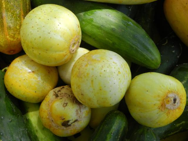 Lemon cucumbers, a pale yellow, lemon-sized, nearly perfectly round variety of cucumber